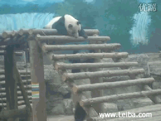搞笑动态图国宝熊猫忒坏了