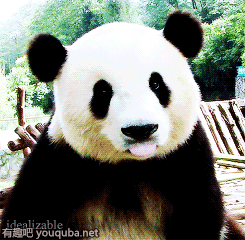超萌的大熊猫动态图片