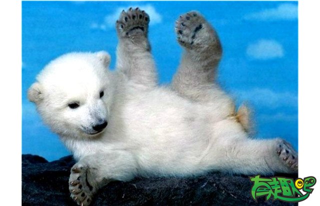 北极熊的毛不是白色的，而是透明的。 - 冷知识,搞笑图片,幽默笑话,搞笑段子,爆笑图片