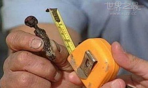 世界上最小的木乃伊