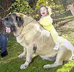 吉尼斯世界记录：世界上最大的狗