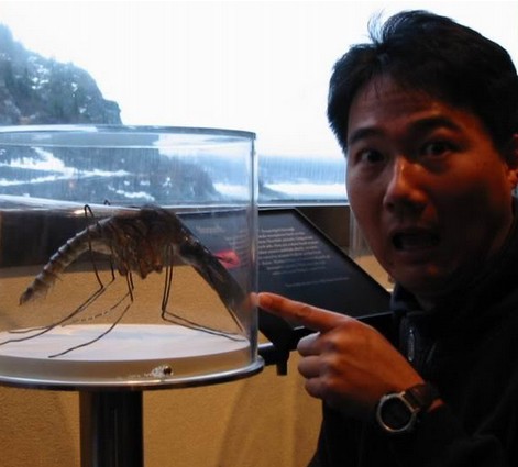  世界上最大的蚊子