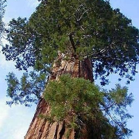 世界上最高的树是什么树,世界上最高的树有多高