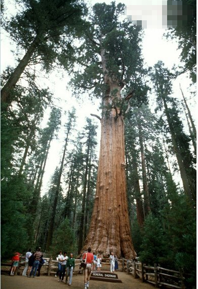世界第一大树      雪曼将军树（General Sherman Tree），已超过3500年树龄，高83.5米，周围31米，是今日世界第一大树，通常也被认为是最大的生物。雪曼将军树在2002年时曾被测量过体积，为1487立方米。 雪曼将军树既不是地球上已知高度最高的（地球上最高的树是亥伯龙树），亦不是最宽阔的（此殊荣归太阳地猴面包树所有），更不是最古老的树木。但是论体积，它是地球上已知最大的现存单体树木。  世界第一大树在哪里         雪曼将军树生长在美国加利福尼亚州的美国水杉国家公园。位于死亡谷之西、弗雷斯诺市以东，洛杉矶北边约3小时车程处。由于内华达山挡住南下寒流，西麓向阳坡雨水充足，形成园内翠谷山林无垠；翻过山头却是荒凉的内华达沙漠，山前山后判若两世界。公园聚集世界最大水杉林（Sequoia），就像一幢幢绿色的摩天大楼！  探访世界第一大树         人们曾经一度估计这株巨杉重达6000多吨，但1985年科学工作者根据它的木材比重重新进行了测算，认为“谢尔曼将军”树重2800吨。这个重量虽然不足原估计的一半，但在整个地球的生物世界中却是绝对冠军，它相当于450多头最大陆生动物非洲象的重量，就连当今世界上最大的动物蓝鲸，也要15头加在一起才能和它相比。        据估计，“谢尔曼将军”树可以出55753平方米板材。如果用它们钉一个大木箱的话，足可以装进一艘万吨级的远洋轮船；如果用这些木材建房屋，可以使40户人家住进5间一套的全木制别墅。        据说，“谢尔曼将军”树荣登世界树木之王的宝座仅是20世纪的事。在19世纪后半叶美国西部开发的热潮中，许多历经几千年沧桑的巨杉树在伐木者的面前倒下了，其中有几株甚至比“谢尔曼将军”树更为巨大。  世界第一大树 - 保护        目前，这株世界“万木之王”受到了美国政府的特别保护，傲然挺立在内华达山脉西侧的红杉国家公园中，成了美国人民心目中的“英雄”。  这种古树中最年轻的一棵名叫谢尔曼将军树，它是一种巨型红杉树，树高275英尺(83.82米)，基部周长102英尺(31.09米)。它生长在美国加利福尼亚州的红杉国家公园。2002年的测量结果显示，它的体积大约是1487立方米，被认为是世界上体积最大的树。它可能已有2300到2700岁。   世界第一大树名称来历        雪曼将军树也译作谢尔曼将军树或舍曼将军树，由博物学家杰姆·沃尔弗顿（James Wolverton）于1879年时命名，为了纪念南北战争时的将军威廉·特库姆塞·舍曼（William·Tecumseh·Sherman）。1931年，与附近的格兰特将军树相较后，雪曼将军树被认为是世界上最大的树木。自此，木材体积（wood volume）作为一项指标，被广泛使用于不同种类树木的测量和比较。  世界第一大树主要参数    树龄 3200年 底部以上高度 83.8米 地面周长 31.3米 底部最大直径 11.1米 平均树冠阔度 32.5米 树干估计体积 1,487立方米 树干估重 1，121吨 总估重量 2800吨 ​世界第一大树相关资料       2006年2月，此树的最大树枝从树干上断落。断落树枝甚至粗于大部分树木的树干，半径逾2米，长度逾30米。此树周围部分围栏被压碎，近旁的行道亦被砸坏，无人员伤亡。此次树枝断落并非由于树木健康异常，更可能是树木对于恶劣天气情况的自然抵御机制引起。雪曼将军树“最大树木”的称谓基于其树干体积，故此次事故中它失去的树枝并不影响它的伟大称号。