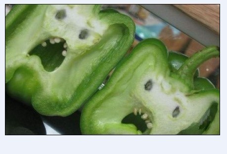 有趣的植物青椒：青椒切面图，像人脸。