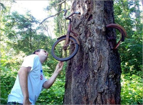 美国树在几十年的过程中吃了这种自行车