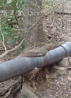 这些功能强大的树木已成功地吞下管道和栅栏