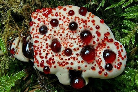 血牙真菌