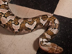 世界上最长的圈养蛇