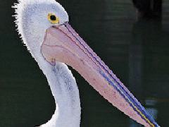 世界嘴巴最长的鸟