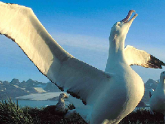 世界上翅膀最长的鸟