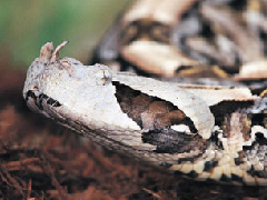 世界上毒牙最长的蛇
