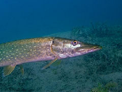 世界最长寿的鱼