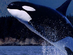 世界上最长的鲸鱼