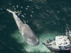 世界上最重的蓝鲸