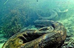 世界上最大最长的蛇
