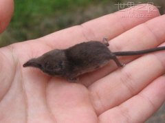 世界上最小的哺乳动物