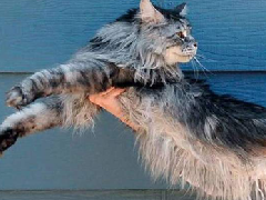 世界上最长的猫