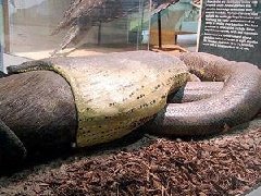 最大的蟒蛇 世界上最大的蟒蛇