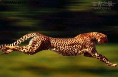 世界上跑最快的动物，世界上跑最快的动物是什么