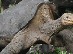 最大的乌龟 世界上最大的乌龟