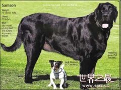 世界上最大的狗 全世界最大的狗