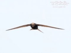 世界上飞的最快的鸟