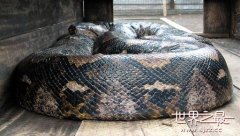 世界上最大的蛇 全世界最大的蛇有多大