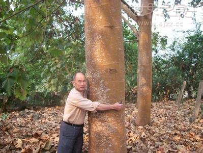 世界上生长最快的树