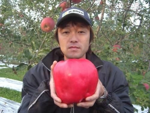 世界上最重的苹果 世界上最重的苹果有多重