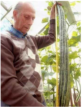 世界上最长的黄瓜