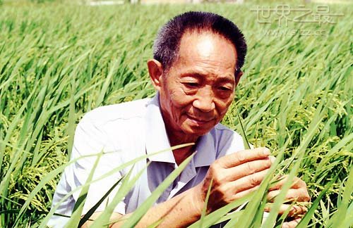 世界水稻最高产量