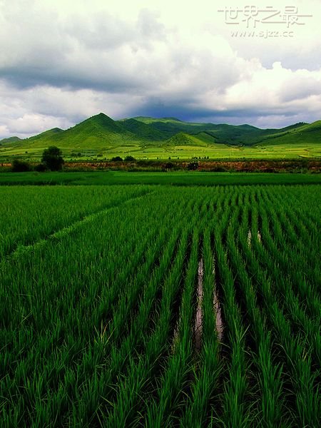 世界上稻米产量最高