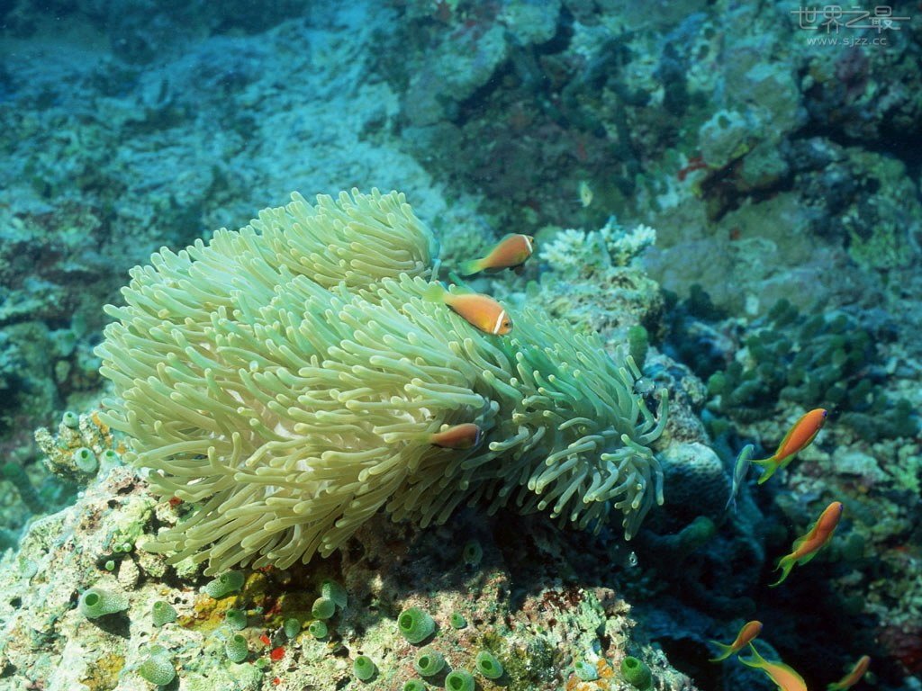 世界上最重的珊瑚