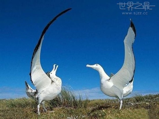 世界上翅膀最大的鸟