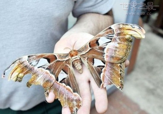 世界上最大的蛾