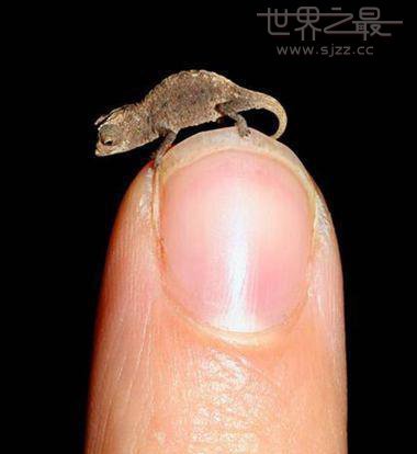 世界上最小的十种的动物
