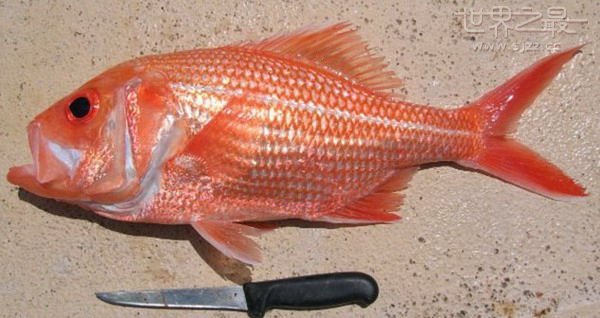 澳大利亚渔业部长肯·巴斯敦说：“通过观察湾红鱼的外表，根本无法判断出年龄。为此，直到渔业部下属的希拉里斯研究中心的工作人员利用显微镜检查其骨骼后，才证实了它的年龄。”