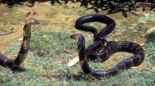 世界上最长的毒蛇