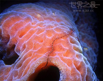 世界上最大的海绵