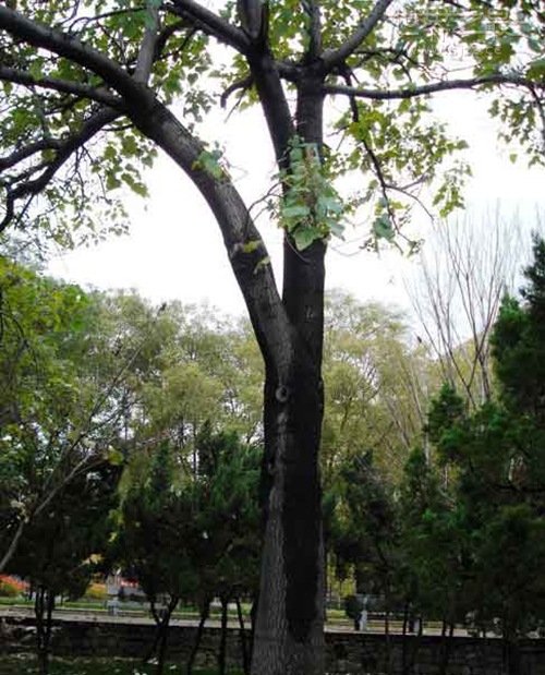 世界最高的泡桐树