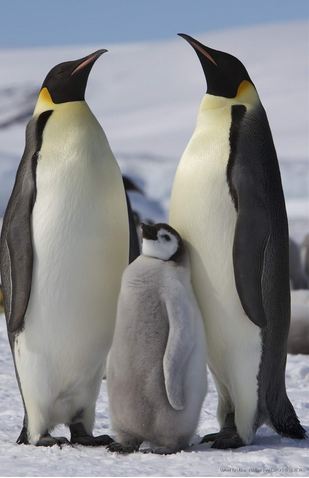 世界上最大的企鹅