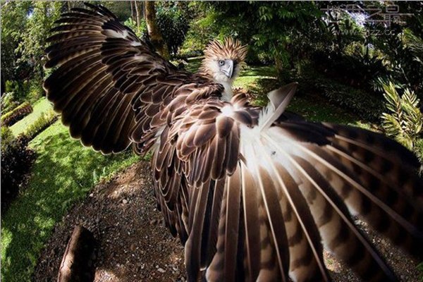 世界上最大的鹰