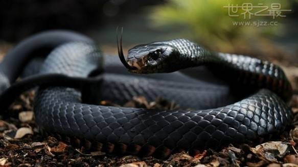 世界十大最毒的蛇