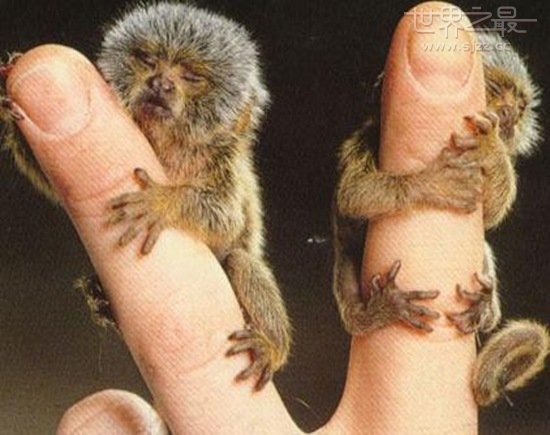 世界上最小的猴