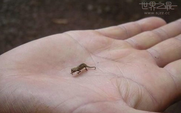 世界最小的变色龙