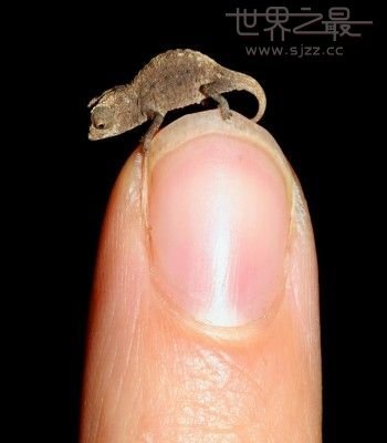 世界上最小的变色龙