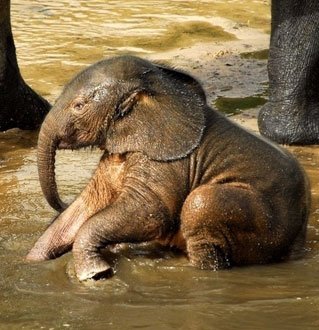 世界上最小的象