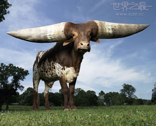 世界上最大的牛角