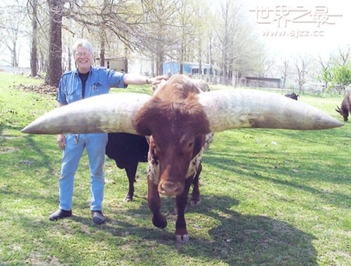 世界上最大的牛角